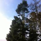 Tree cutting services near Edinburgh