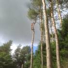 Tree Surgery in Edinburgh and the Lothians