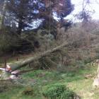 Safe professional tree felling