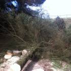 Tree felling and timber removal