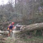 Professional tree felling