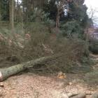 Garden tree services near Edinburgh